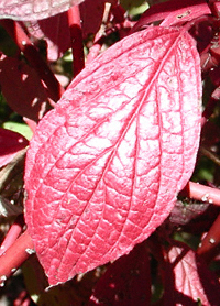 European+variegated+dogwood+shrubs