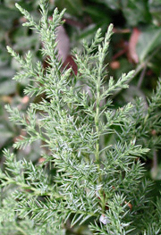 Oburrdale Inc. - 630-986-1919